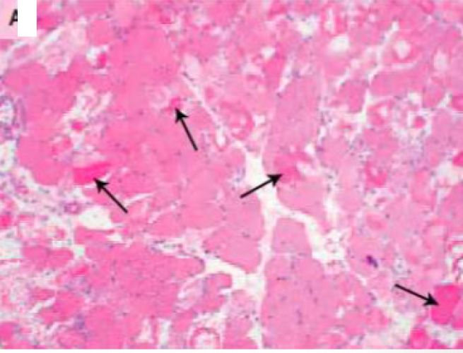 histologia-hidroxibenceno